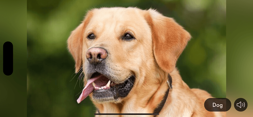 Tiergeräusche & Bilder App Screenshot 1