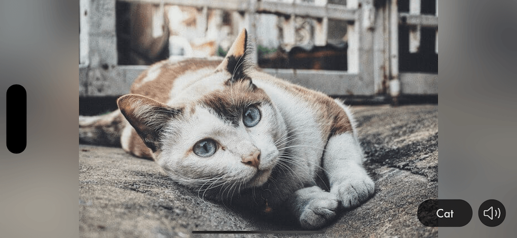 Tiergeräusche & Bilder App Screenshot 2