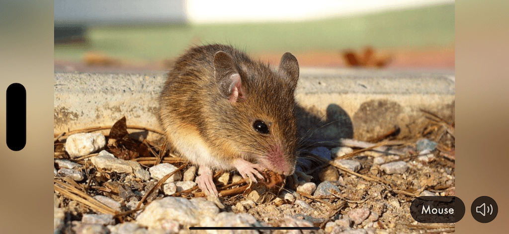 Tiergeräusche & Bilder App Screenshot 3