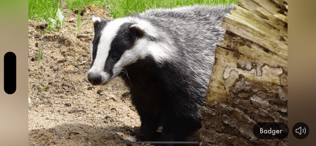 Tiergeräusche & Bilder App Screenshot 4