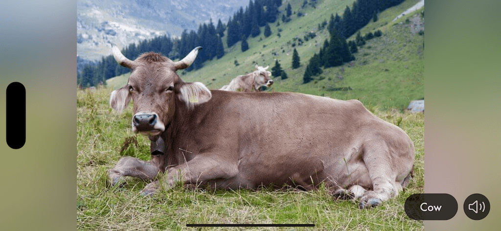 Tiergeräusche & Bilder App Screenshot 5