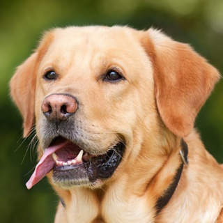 Animal Sounds icon